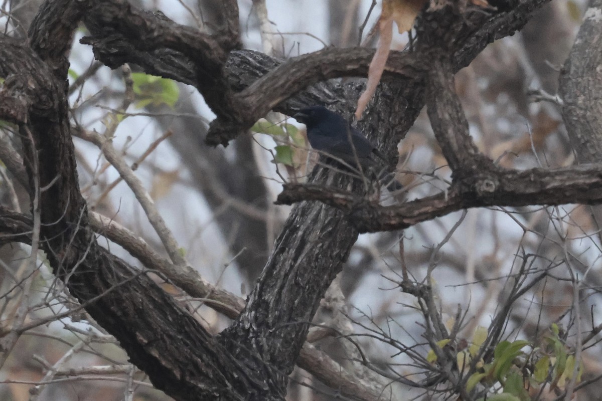 Fork-tailed Drongo (Glossy-backed) - ML613342934
