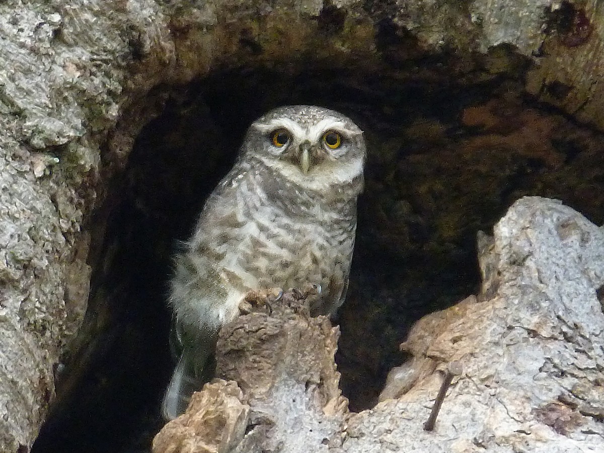Spotted Owlet - ML613343117