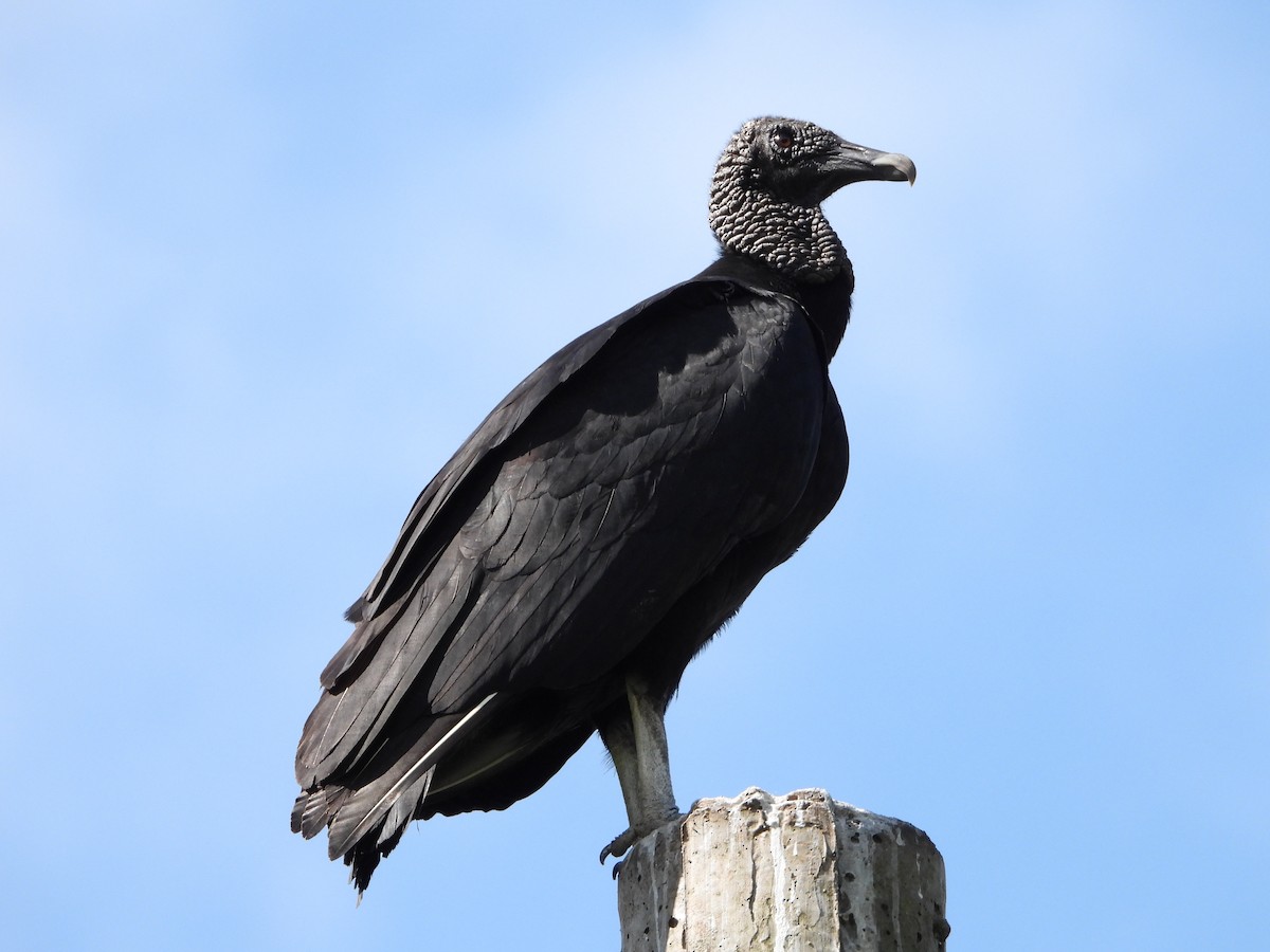 Black Vulture - ML613343216