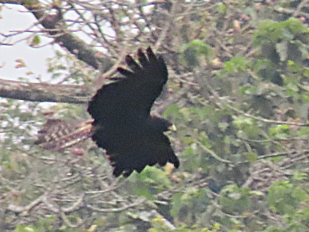Black Eagle - ML613343301