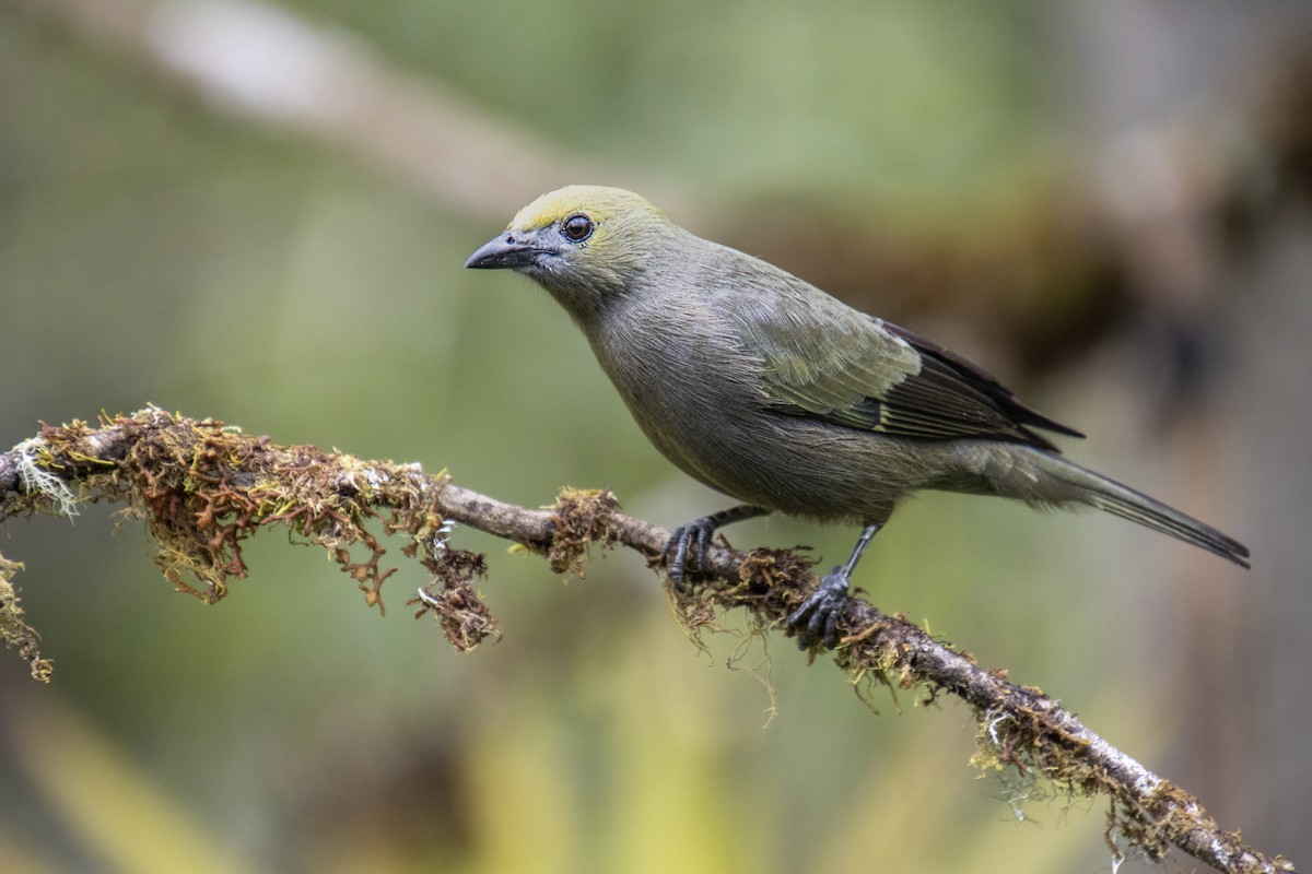 Palm Tanager - ML613343362