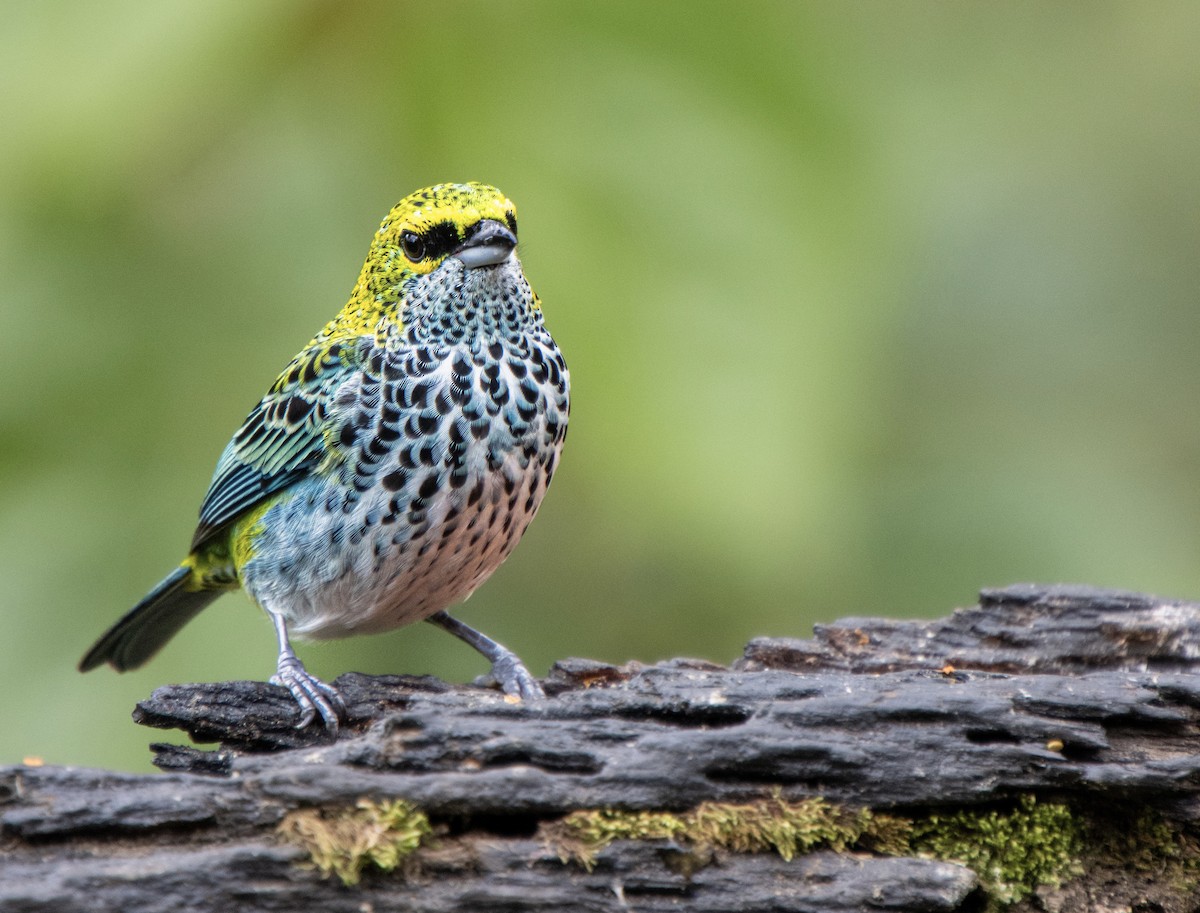 Speckled Tanager - Mónica Thurman