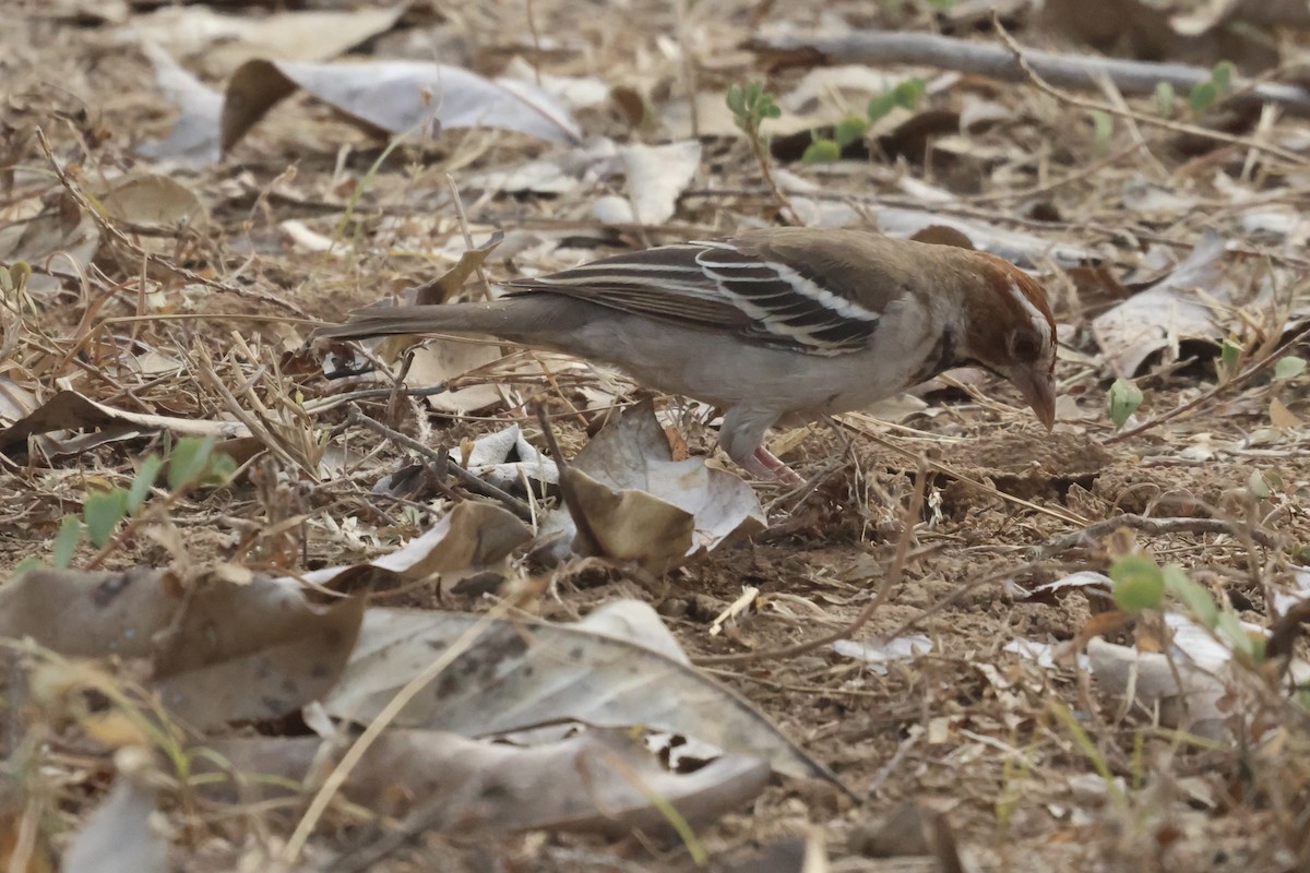 Chestnut-crowned Sparrow-Weaver - ML613343623