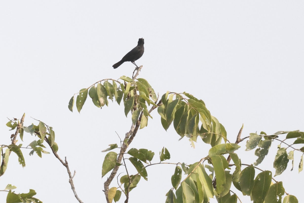 White-fronted Black-Chat - ML613343636