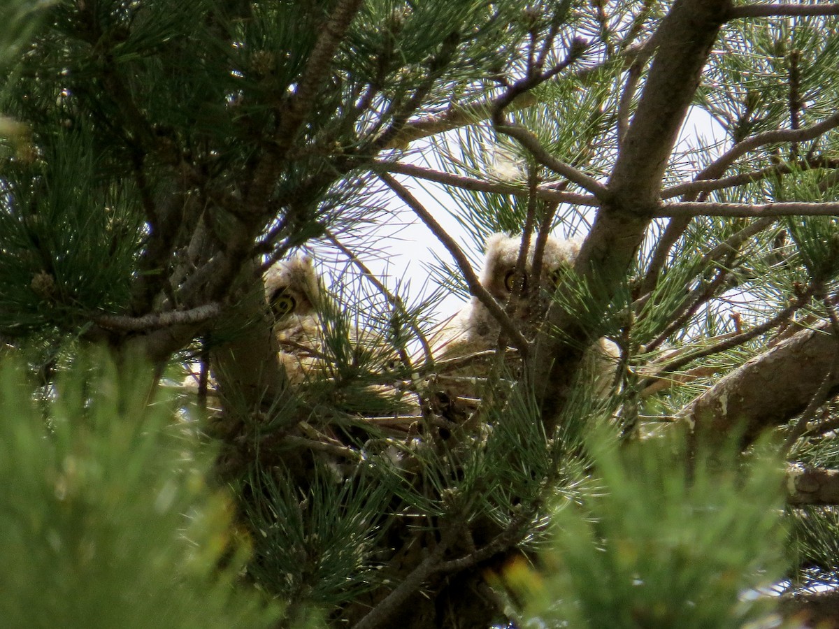 Great Horned Owl - ML613343648