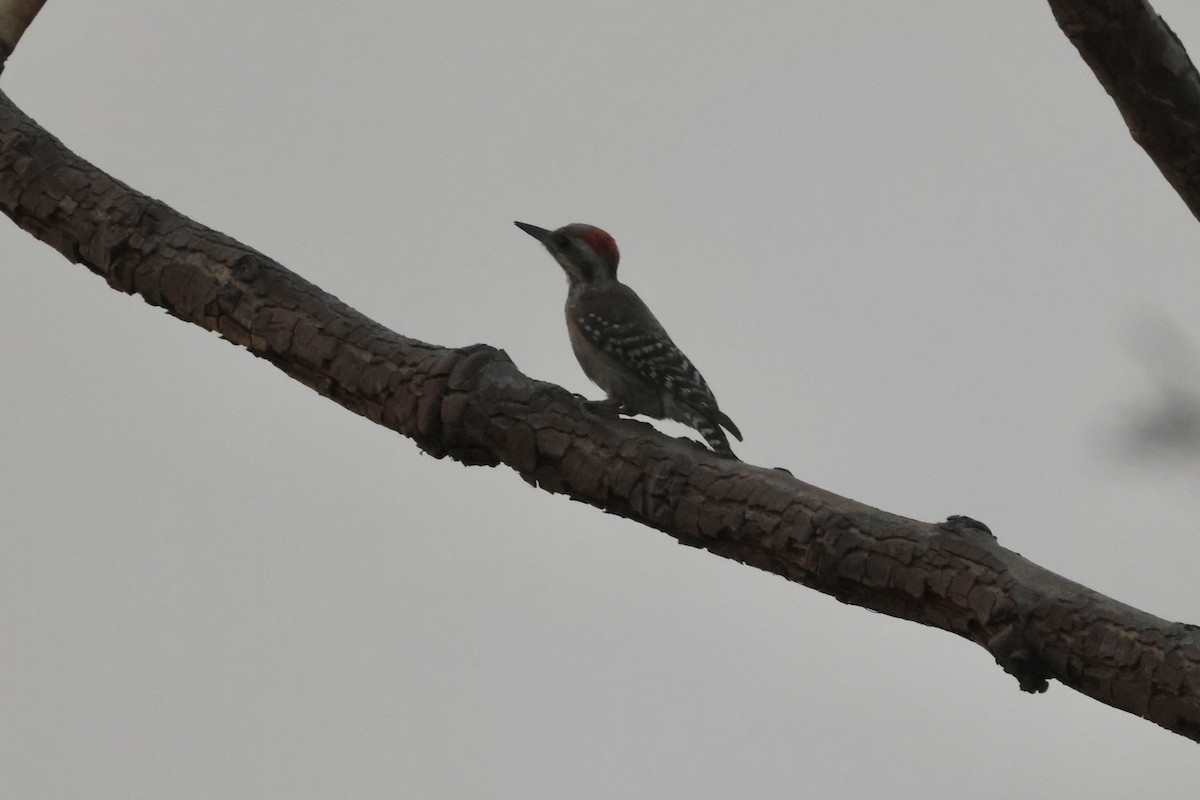Brown-backed Woodpecker - Mathias Leiser