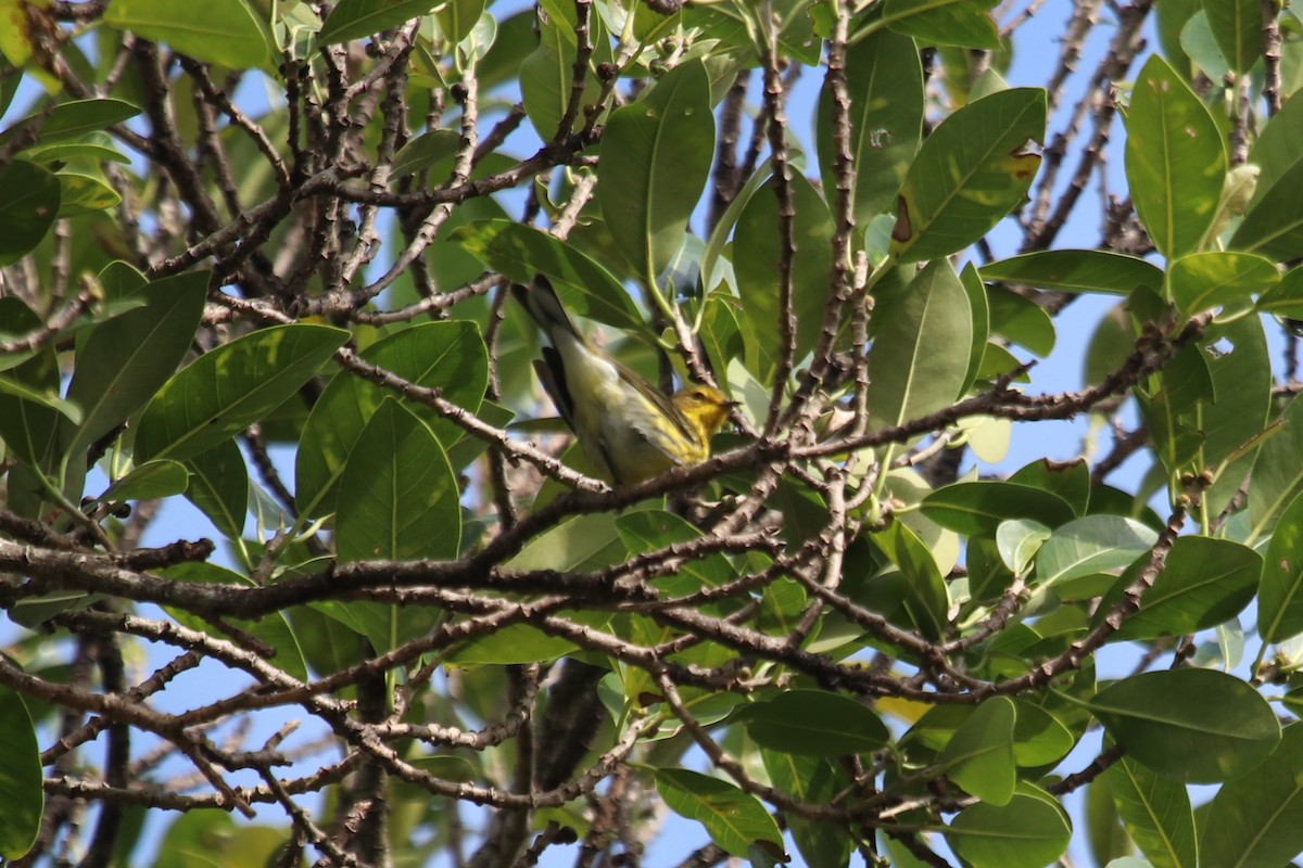 Cape May Warbler - ML613343879