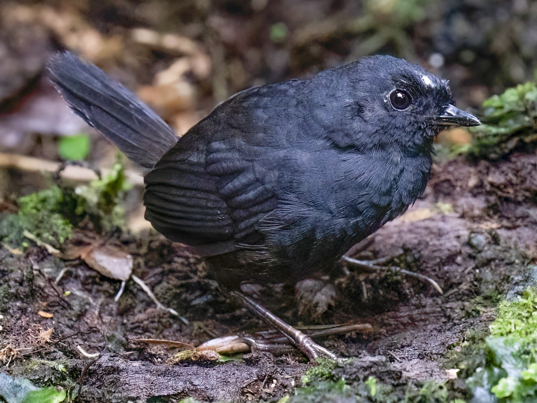 White-crowned Tapaculo - Rob Jansen - RobJansenphotography.com