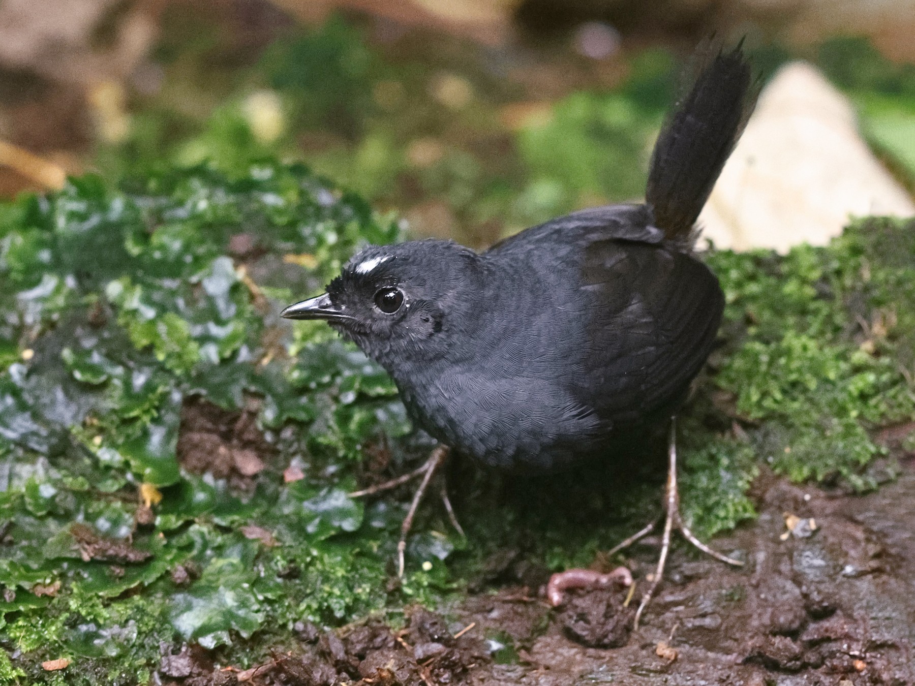 White-crowned Tapaculo - Sam Zhang