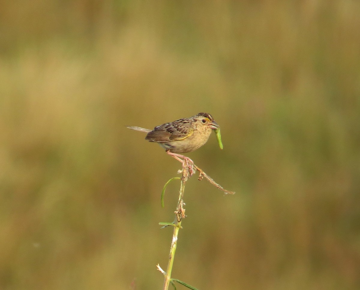 Grasshopper Sparrow - ML613344020