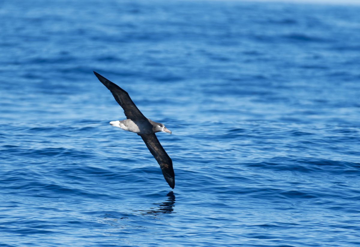 Black-footed Albatross - ML613344340