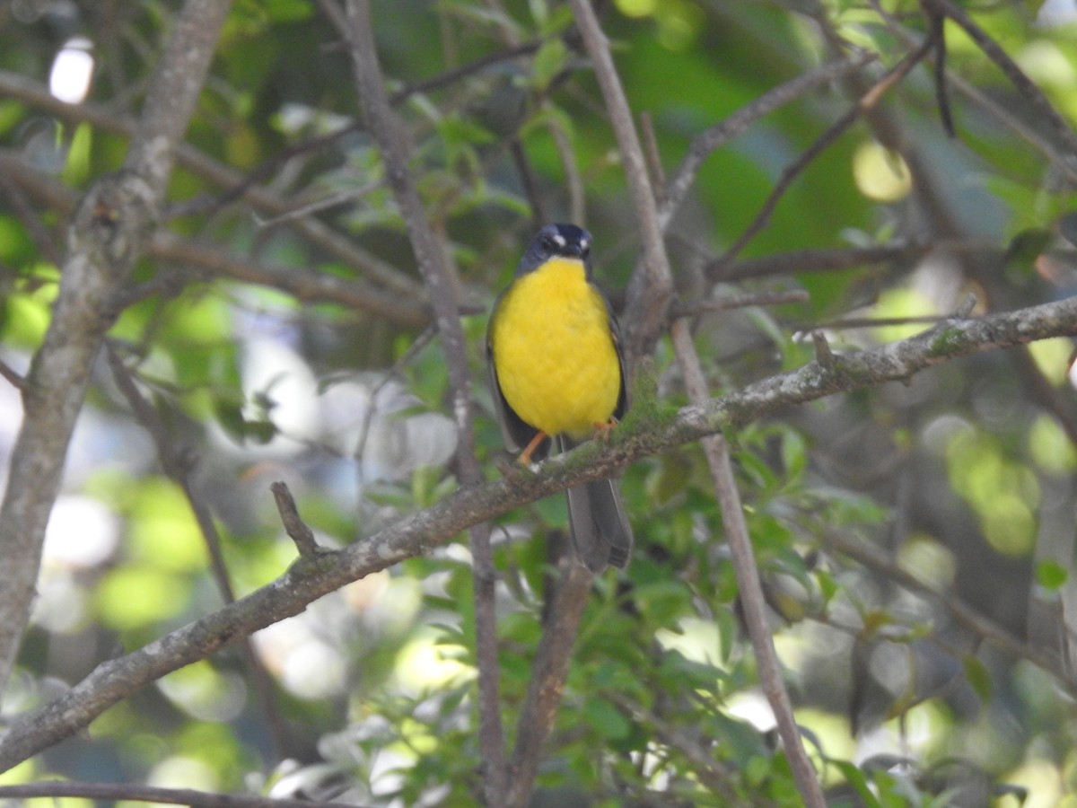 Gray-and-gold Warbler - ML613344363