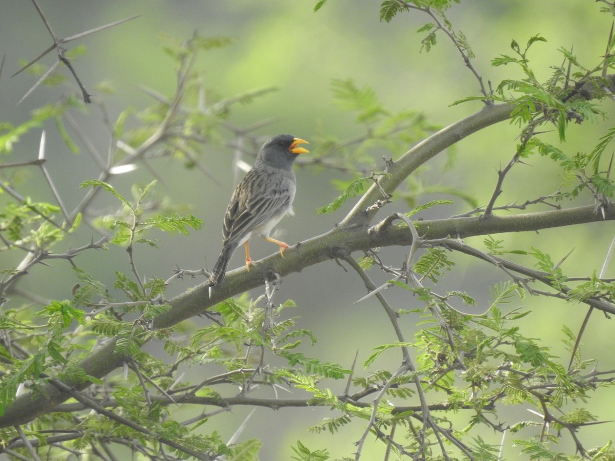 Band-tailed Sierra Finch - fabian castillo