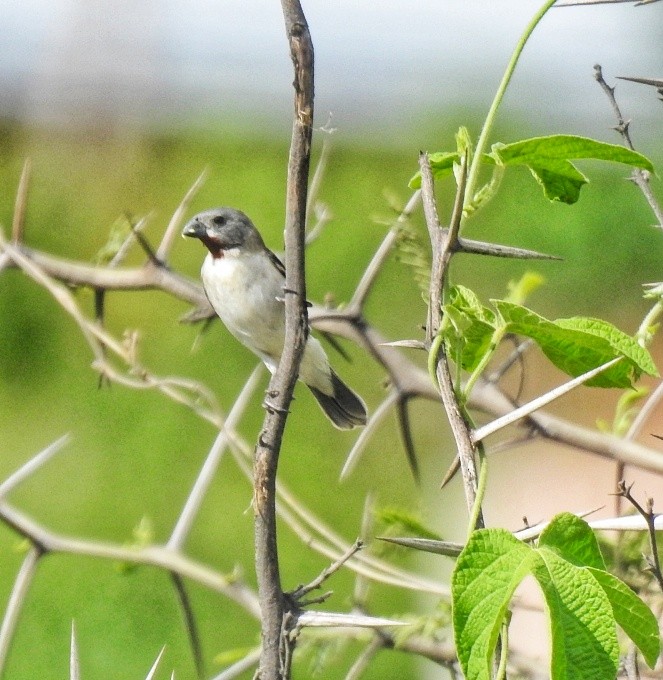 Chestnut-throated Seedeater - ML613344557