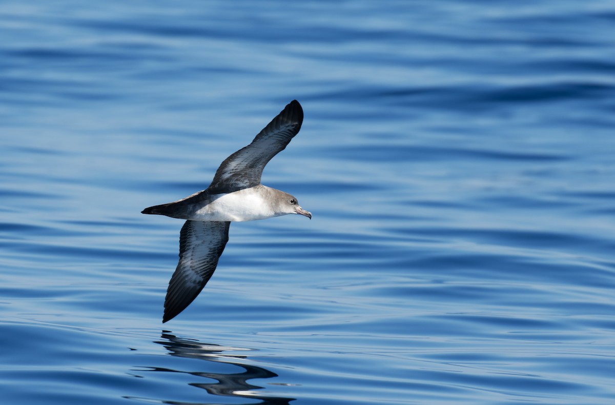 Pink-footed Shearwater - ML613344562