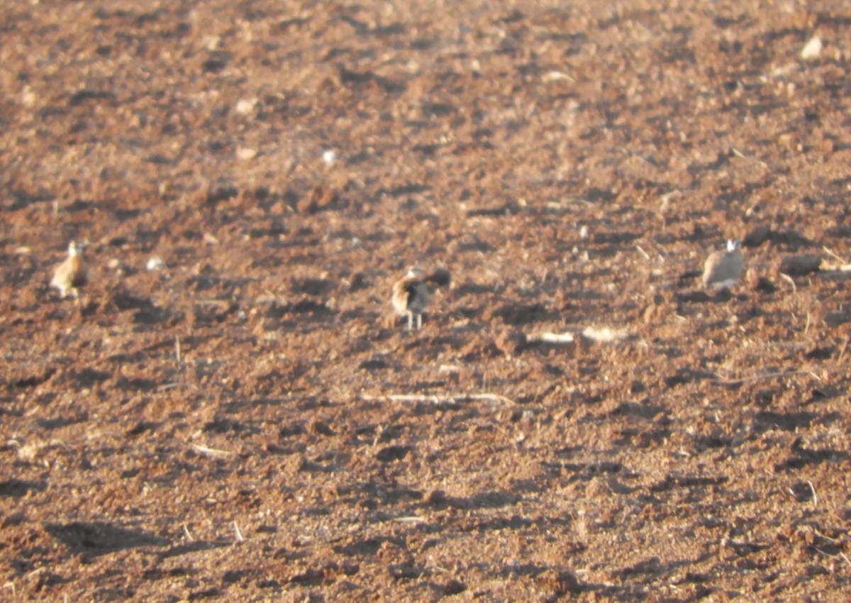 Indian Courser - ML613344573