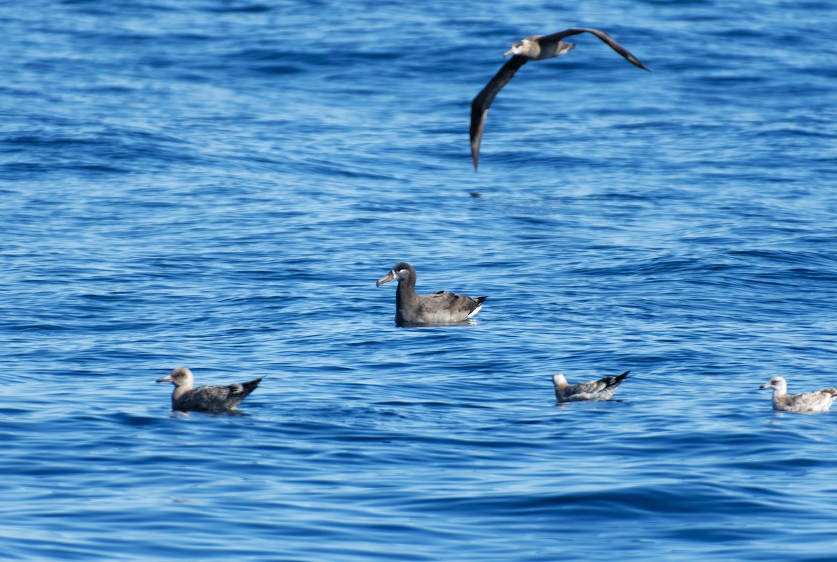 Black-footed Albatross - ML613344601