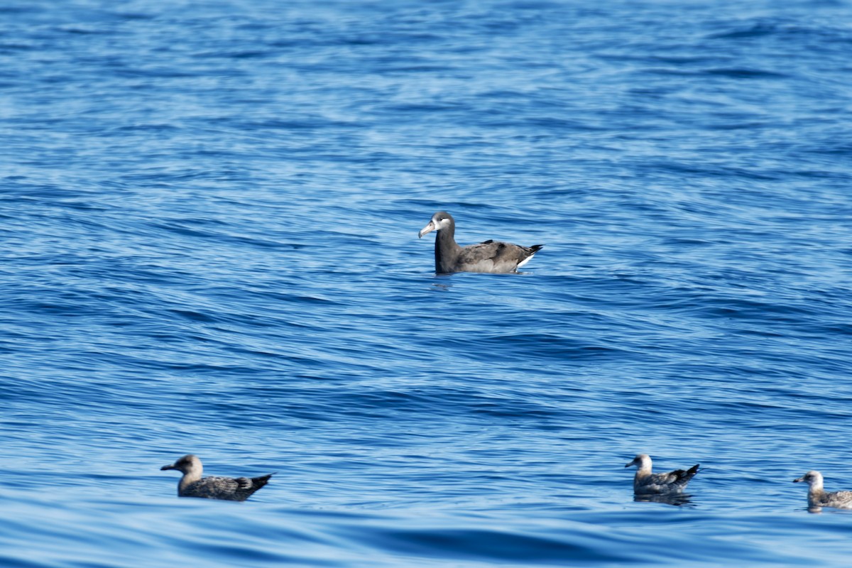 Black-footed Albatross - ML613344602