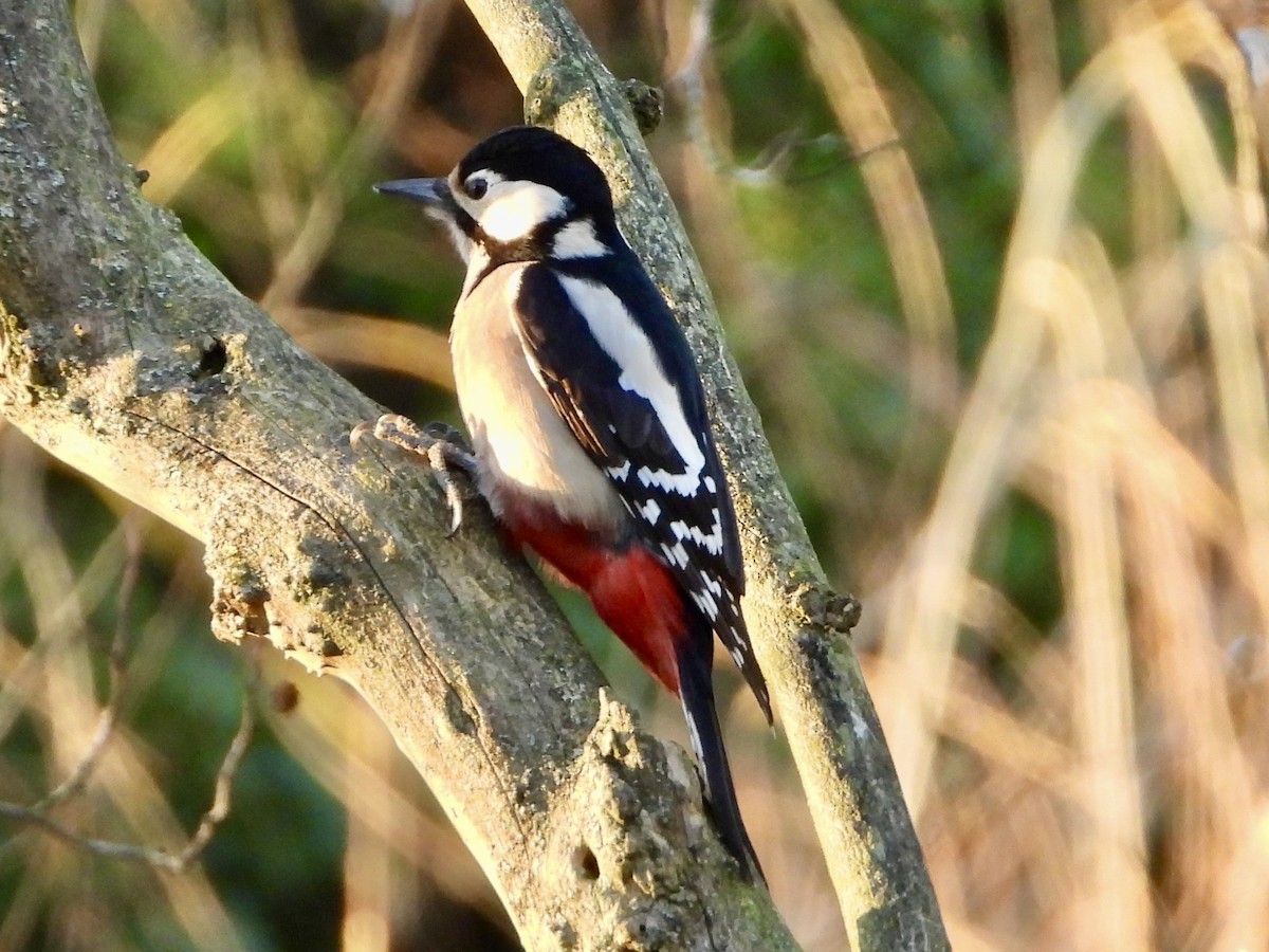 Great Spotted Woodpecker - ML613344801