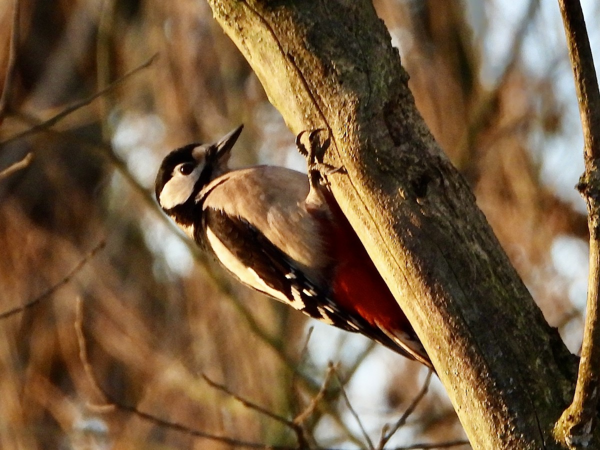 Great Spotted Woodpecker - ML613344802