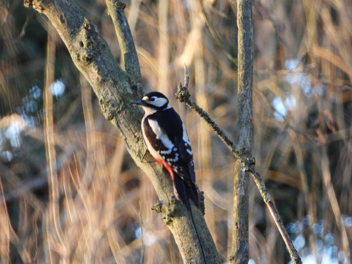 Great Spotted Woodpecker - ML613344803