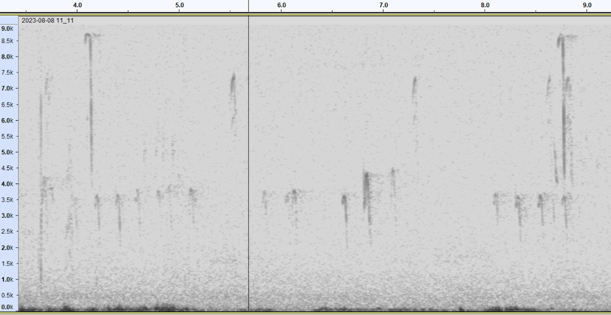 "Шишкар ялиновий (Western Hemlock, або тип 3)" - ML613345201