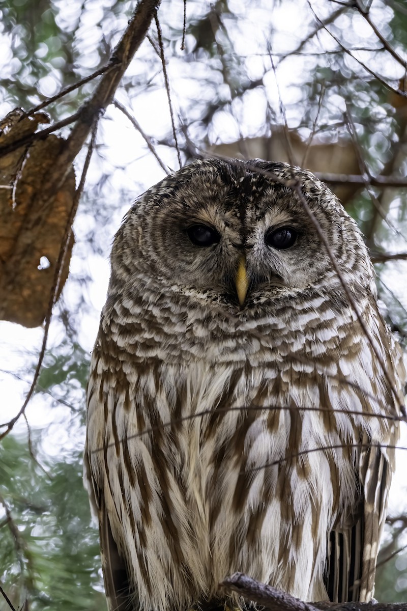Barred Owl - ML613345299