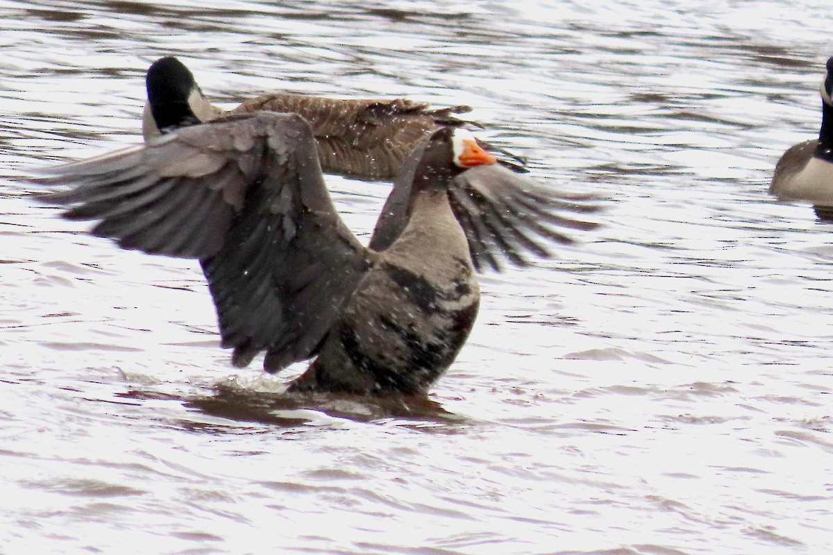 Greater White-fronted Goose - ML613345370