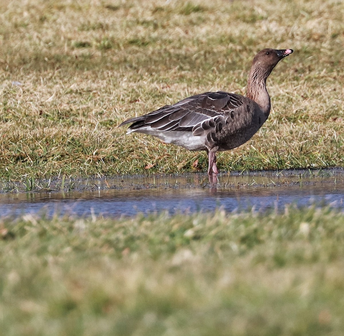 Pink-footed Goose - ML613345379