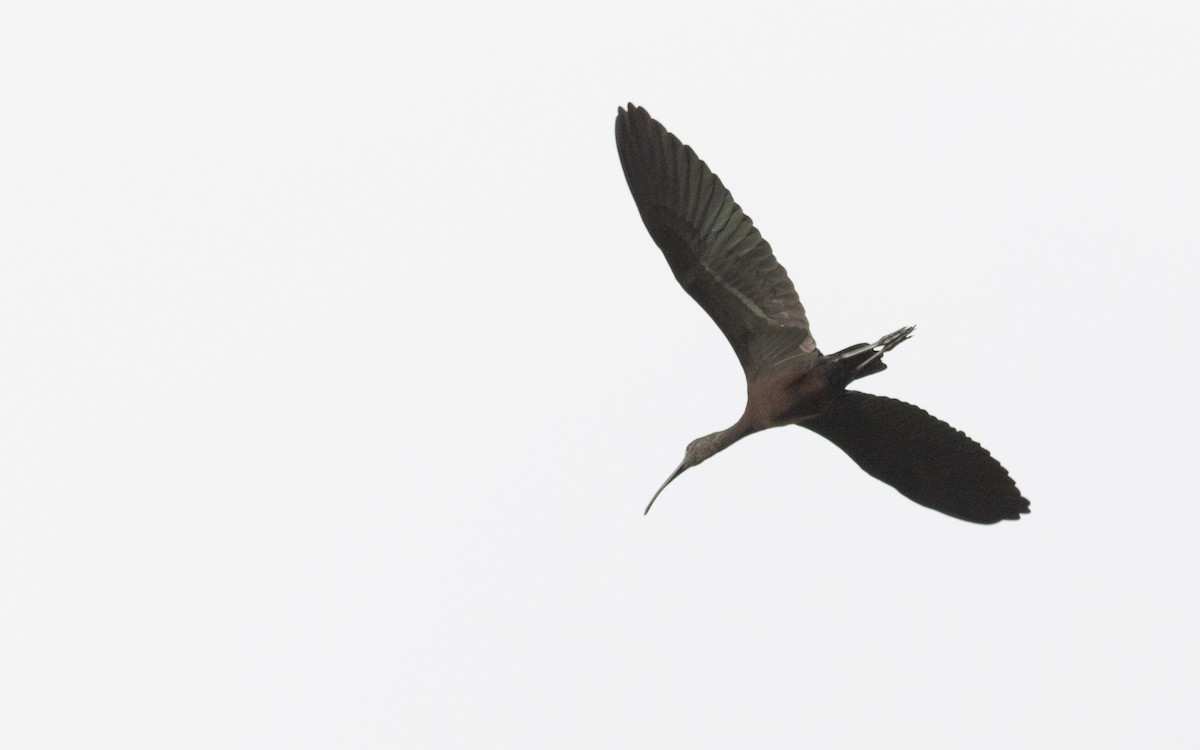 ibis hnědý - ML613345433