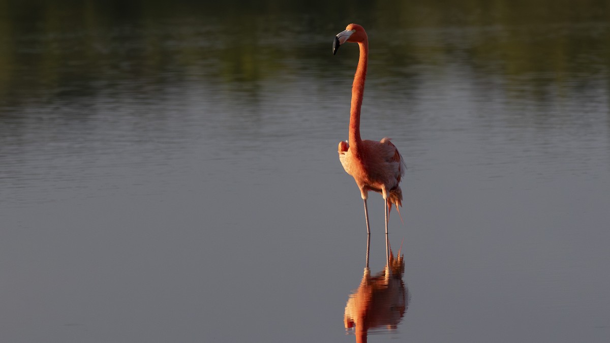 Amerika Flamingosu - ML613345450