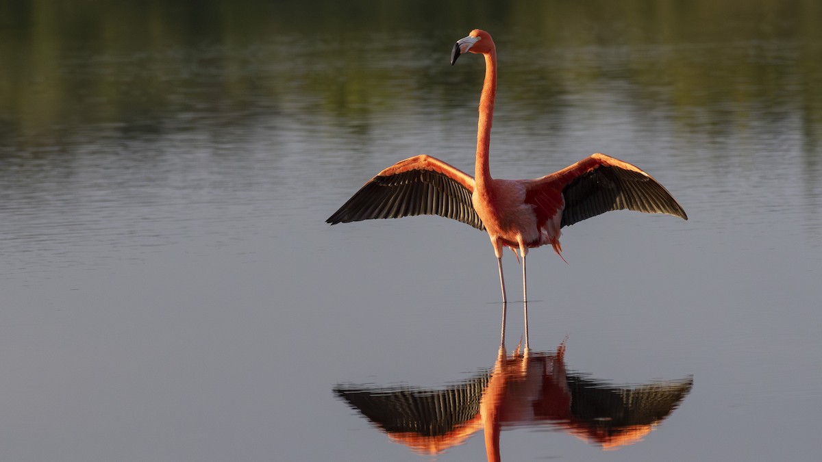 American Flamingo - Jacob Drucker