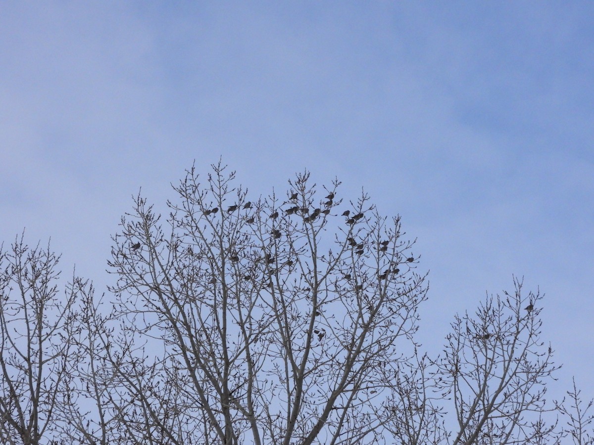 EBird Checklist 10 Jan 2024 Regina Fairways West 1 Species   1200