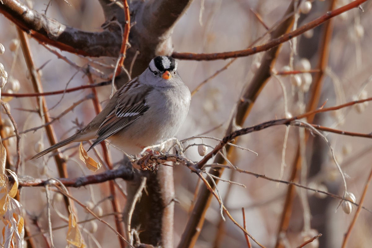 White-crowned Sparrow - Tory Mathis