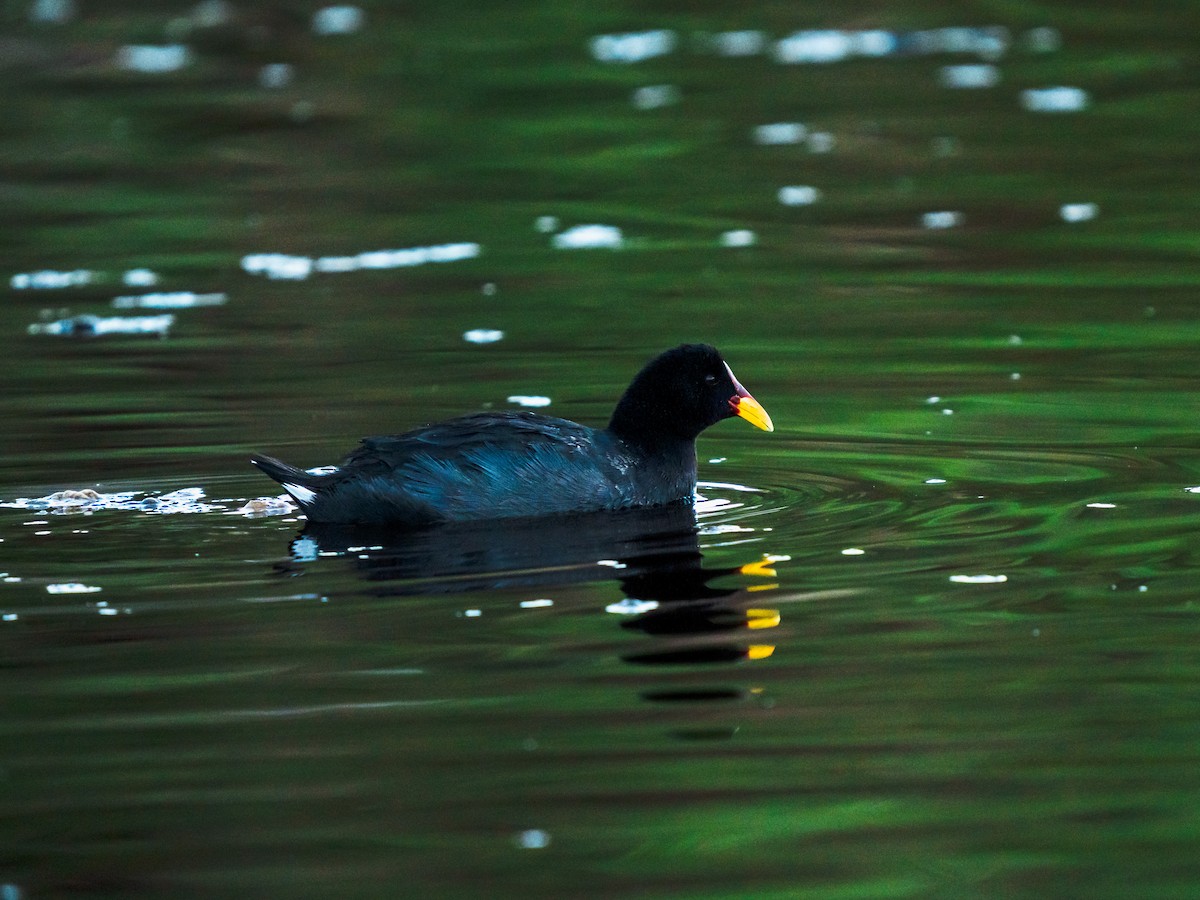 Red-fronted Coot - ML613345569