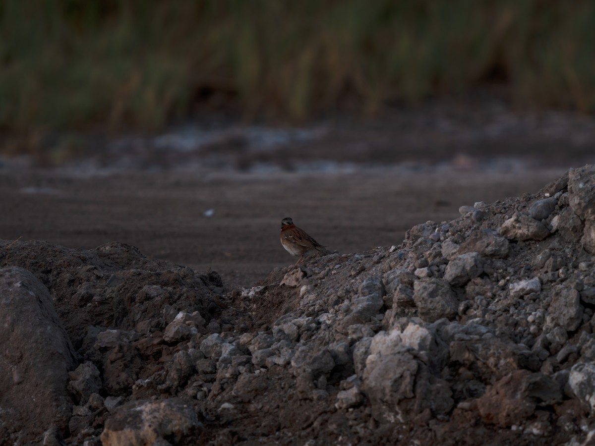 Rufous-collared Sparrow - ML613345603