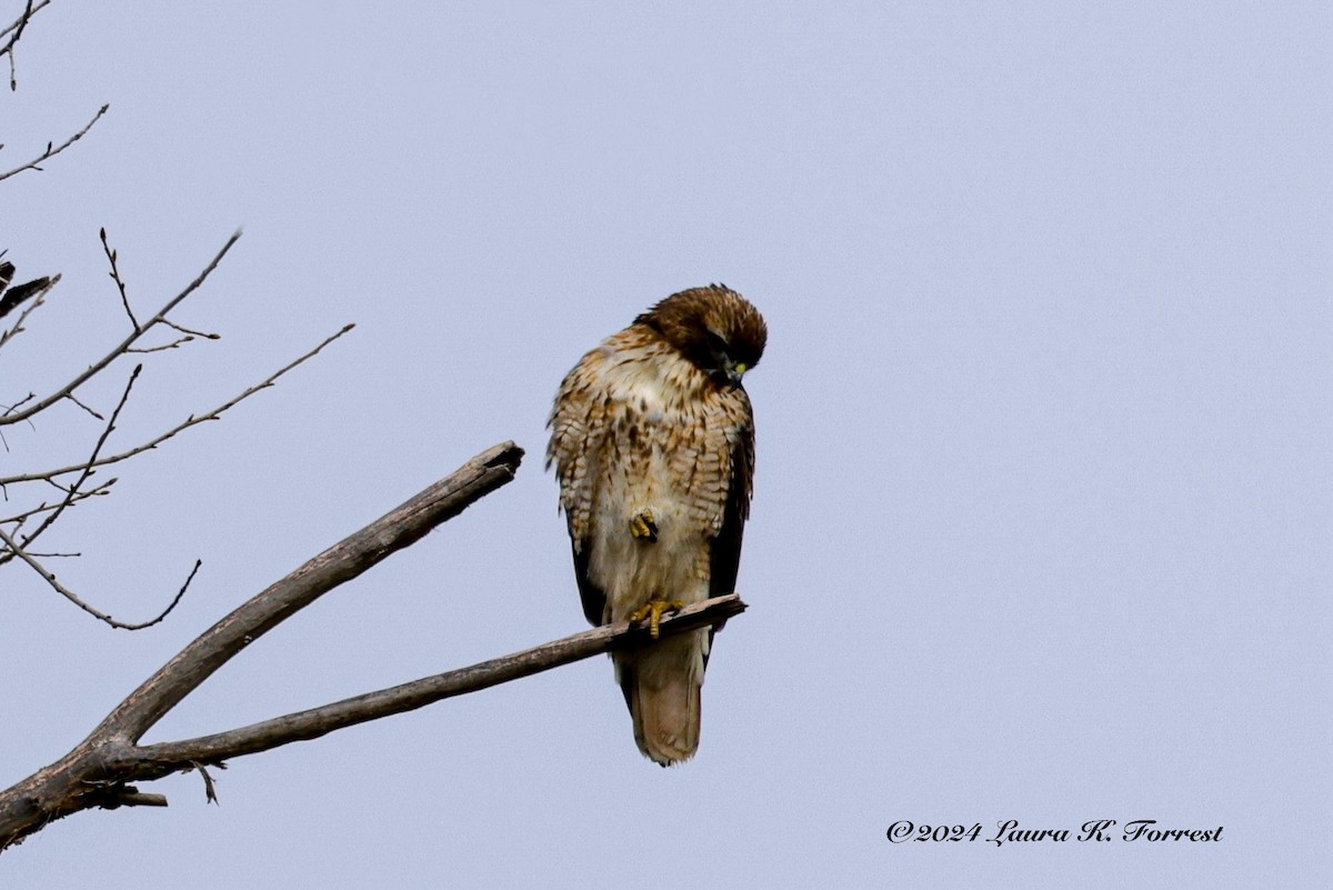 Red-tailed Hawk - ML613345607