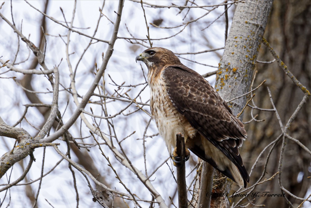 Red-tailed Hawk - ML613345608