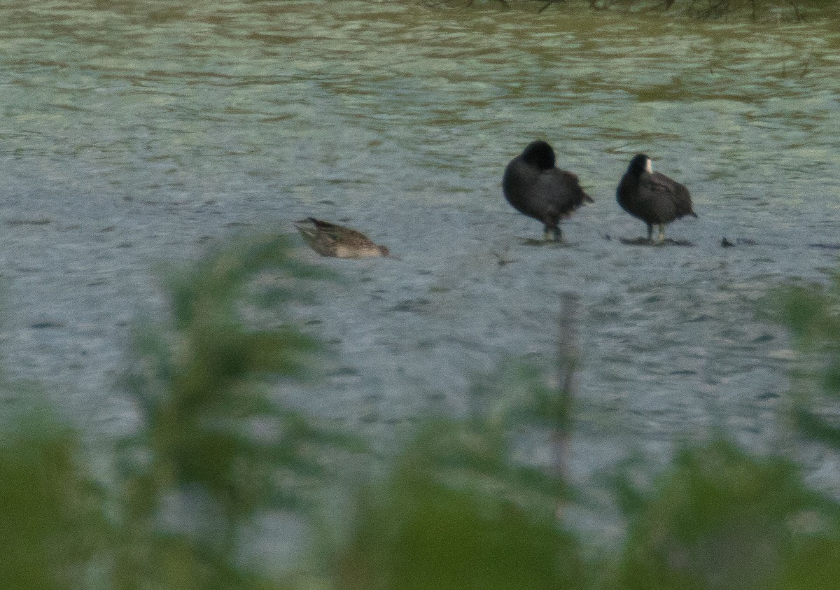 Green-winged Teal - Rich Kostecke