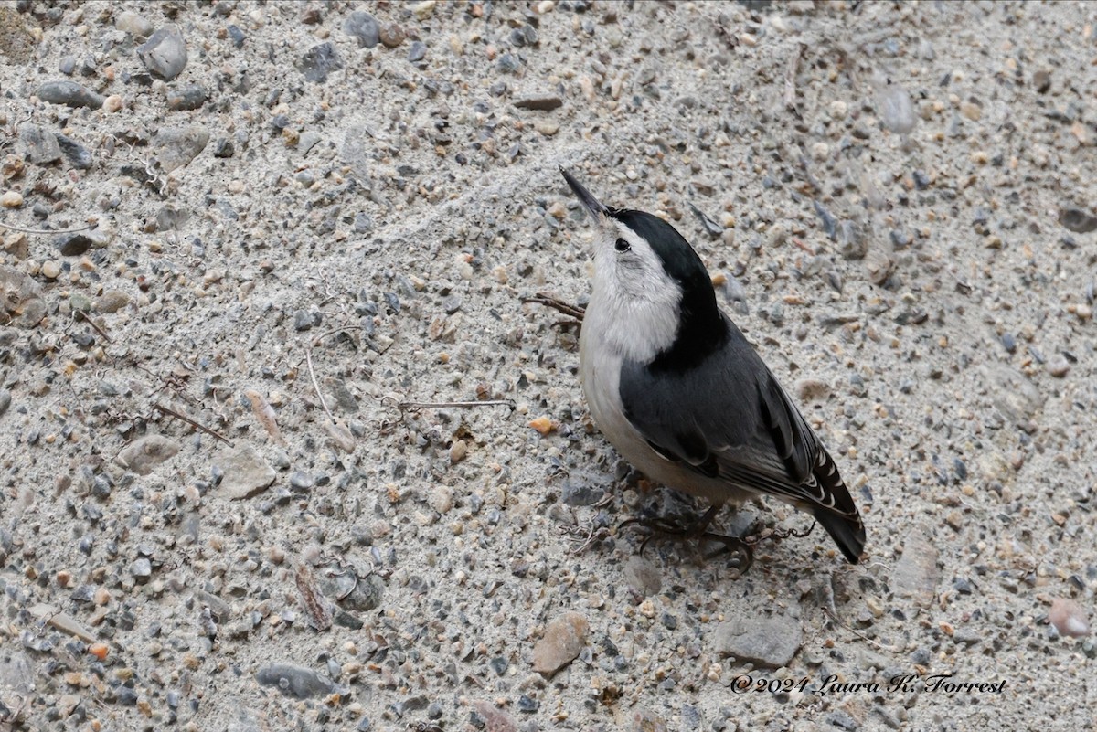 White-breasted Nuthatch - ML613345639