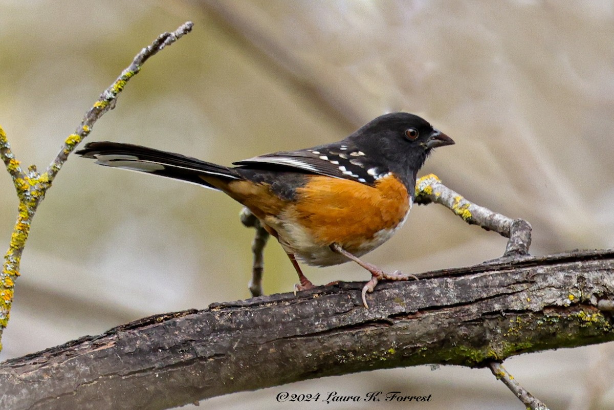 Spotted Towhee - ML613345682