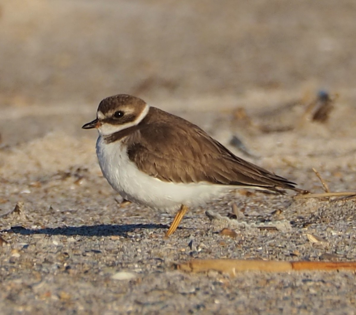 EBird Checklist 10 Jan 2024 Amelia Island Shipwatch 6 Species   1200