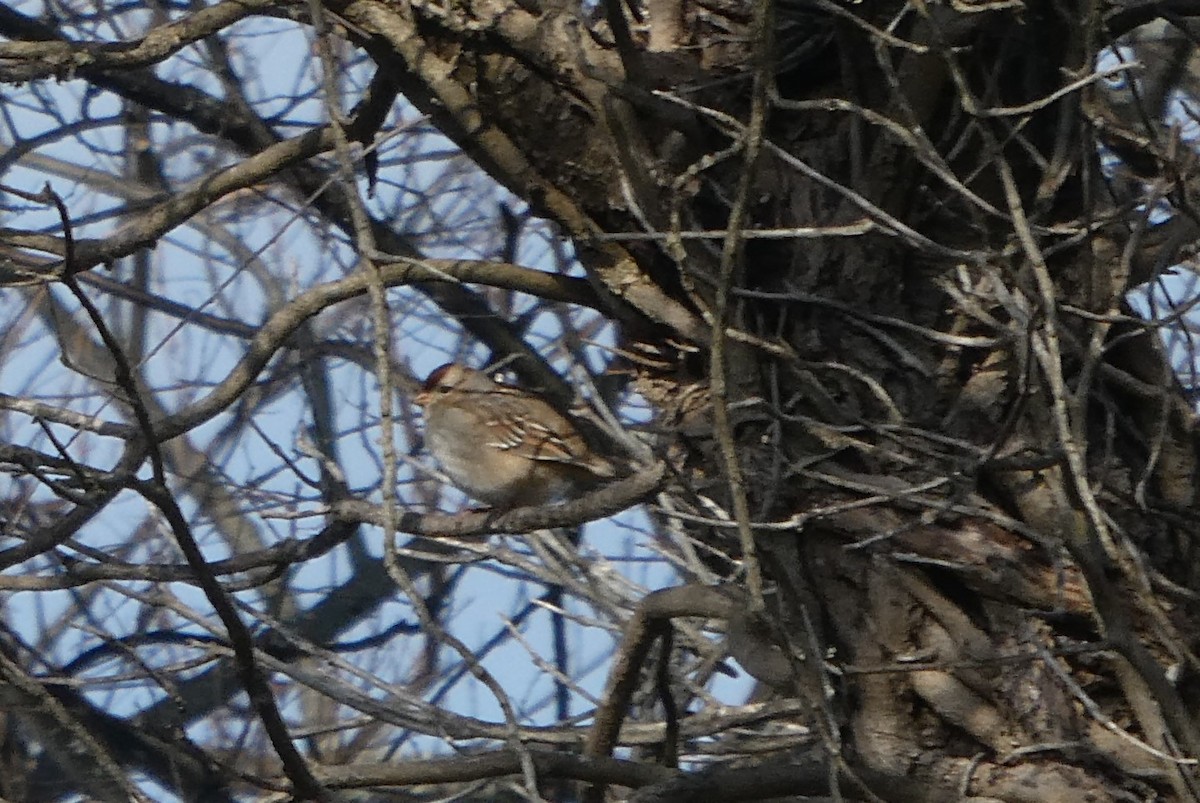 EBird Checklist 10 Jan 2024 Legacy Park Former United Methodist   1200