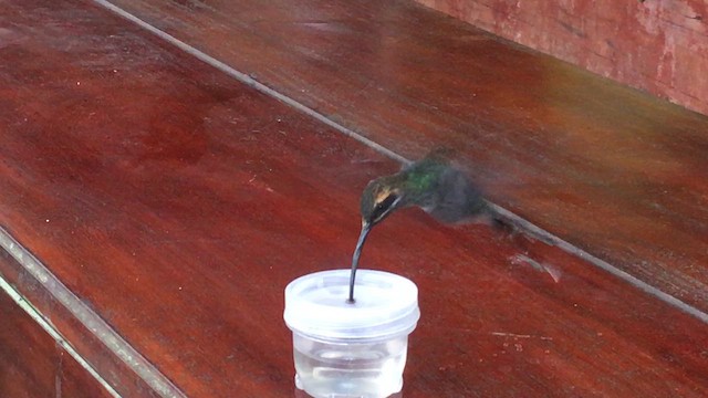 Усатый колибри-отшельник - ML613345998