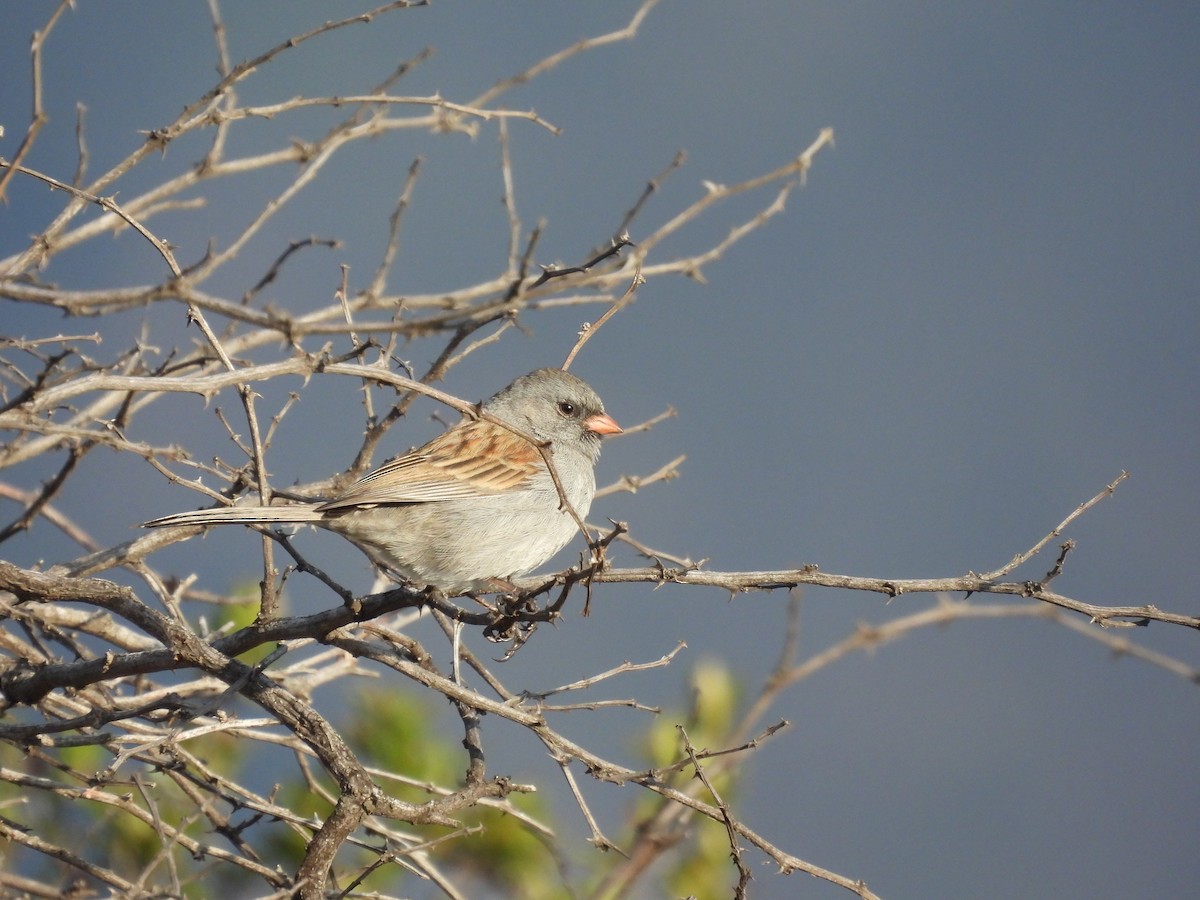 Black-chinned Sparrow - Carlos Mancera (Tuxtla Birding Club)
