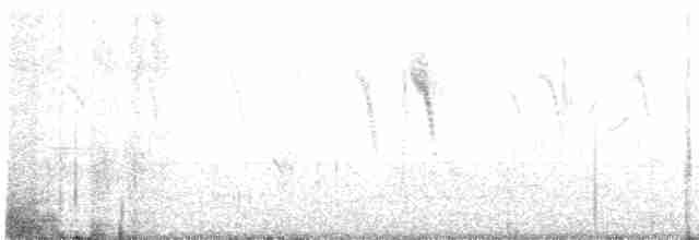 Lavandera Cetrina - ML613346113