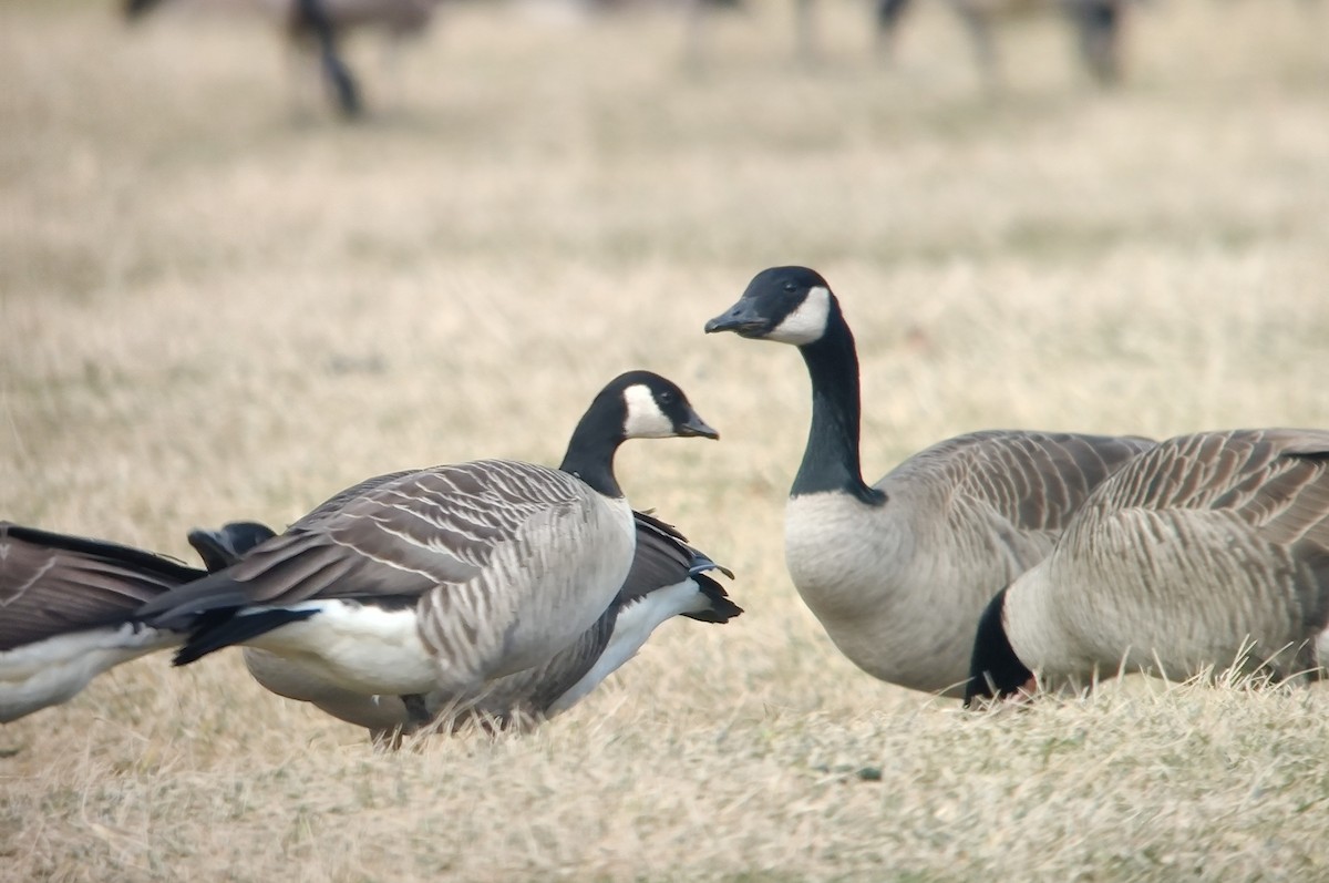 Cackling Goose (Richardson's) - ML613346133
