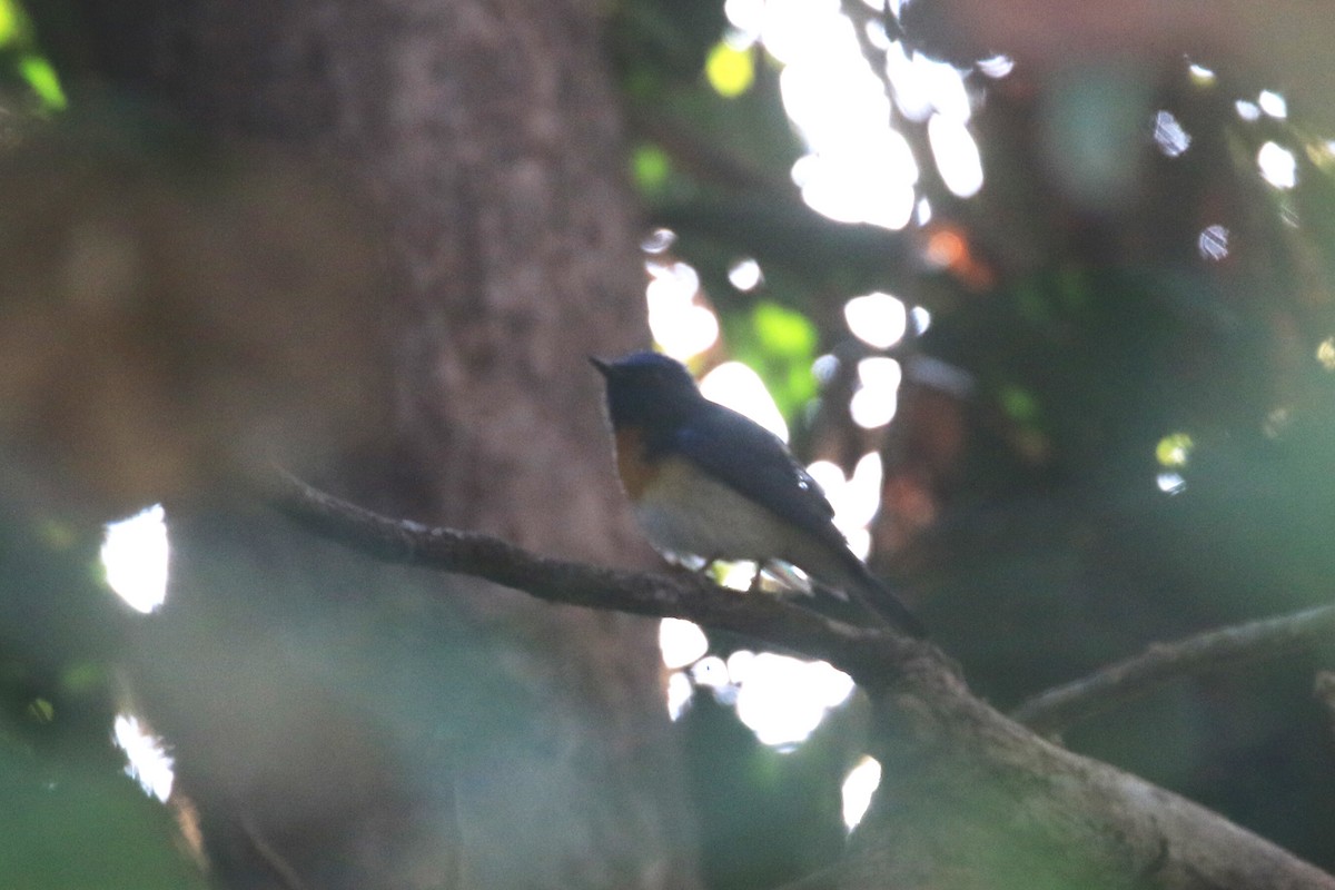 Blue-throated Flycatcher - Chirag Ahuja