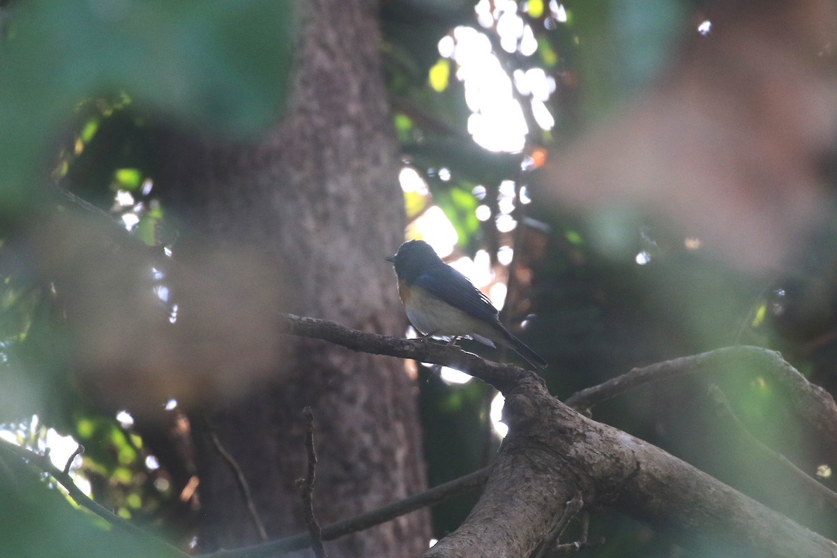Blue-throated Flycatcher - Chirag Ahuja
