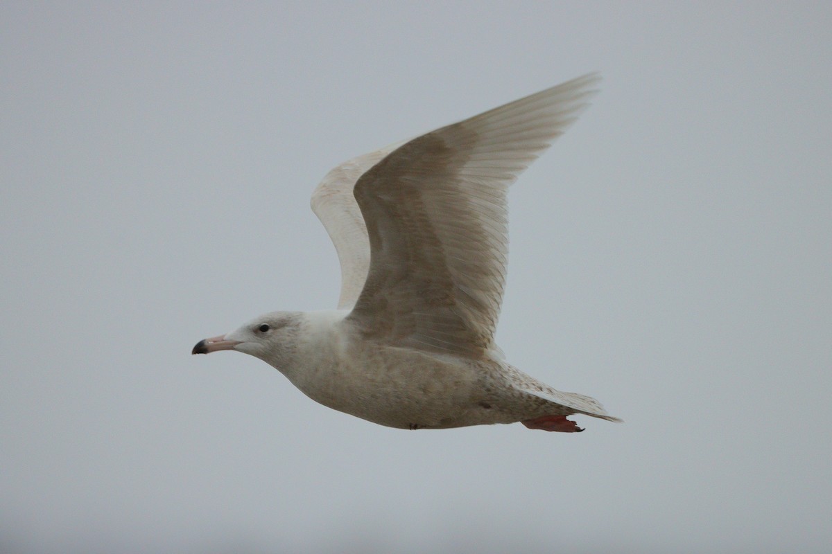 Glaucous Gull - Anonymous